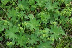 Alchemilla subcrenata plant (01).jpg