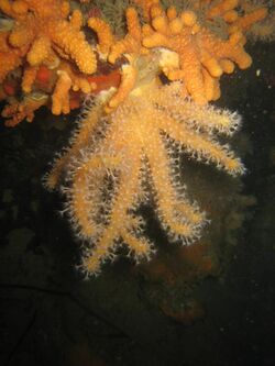 Alcyonium glomeratum - Carantec.jpg