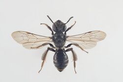 Andrena coitana.jpg