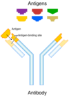 Antibody.svg