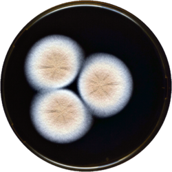 Aspergillus christenseniae meaox.png