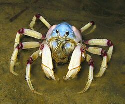 Aus soldier Crab (lightened).jpg
