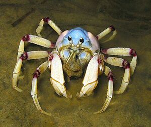 Aus soldier Crab (lightened).jpg
