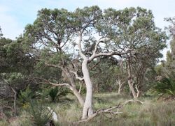 A large tree with a wavy curved pale grey trunk in a dry scrubland type landscape