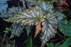Begonia serratipetala kz01.jpg