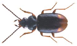 Bembidion (Philochthus) guttula (Fabricius, 1792) (4288324196).jpg