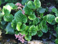 Bergenia crassifolia a1.jpg