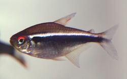 Black neon tetra.jpg