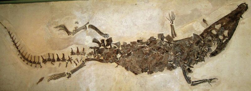 File:Borealosuchus wilsoni (15529256785).jpg