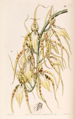 Brassia cochleata (as Brassia lawrenceana) - Edwards vol 27 (NS 4) pl 18 (1841).jpg