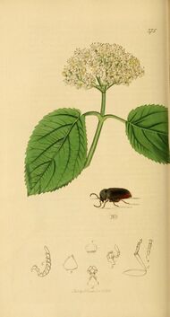 Britishentomologyvolume2Plate375.jpg