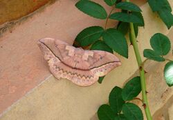 Butterfly Madagascar Antananarivo.JPG