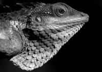 A grayscale, blurred lizard