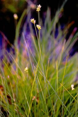 Carex tenuiflora 59724873.jpg