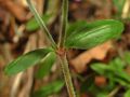Caryophillaceae - Saponaria ocymoides-3.JPG