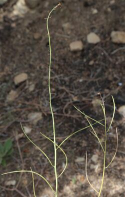 Caulanthus pilosus chocolate-drops seedpods.jpg