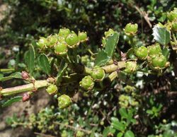 Ceanothus masonii 01.jpg