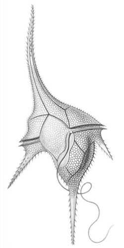 Ceratium hirundinella.jpg