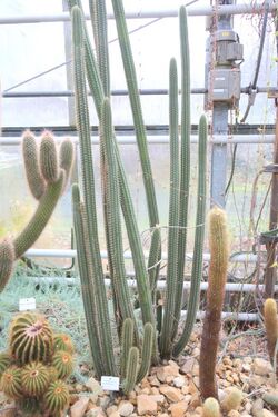 Cleistocactus morawetzianus - Botanischer Garten, Dresden, Germany - DSC08890.JPG