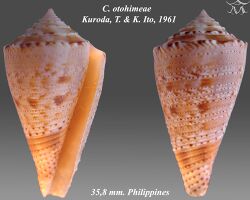 Conus otohimeae 1.jpg