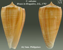 Conus sulcatus 1.jpg