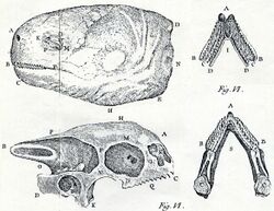 Head and skull illustrated in 1737