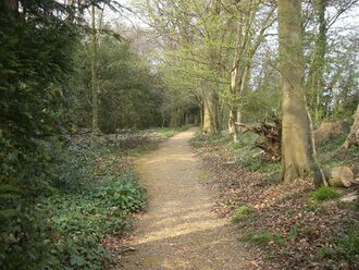 Path covered in sandy gravel winding through open woodland, with plants and shrubs growing on each side of the path