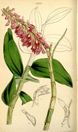 Dendrobium secundum.jpg