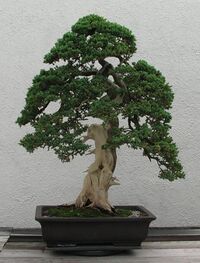 Photograph of informal upright–style Juniper bonsai