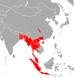 East Asian Tailless Leaf-nosed Bat area.png