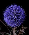 Echinops adenocaulos in a black background