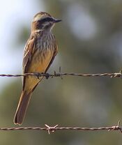 Empidonomus varius-2.jpg