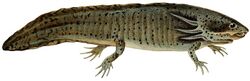 Erpétologie générale, ou, Histoire naturelle complète des reptiles (Ambystoma mexicanum).jpg