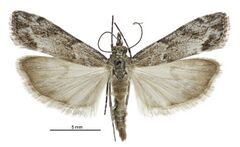 Eudonia rakaiensis male2.jpg