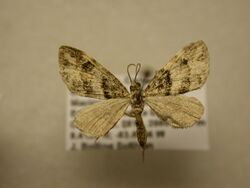 Eupithecia albimixta.jpg