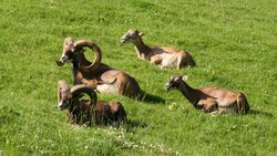 European mouflon (Ovis orientalis musimon) (2).jpg
