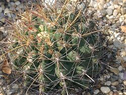 Ferocactus hamatacanthus 1zz.jpg