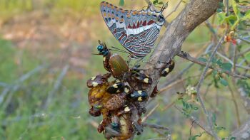 Foxy Emperor (Charaxes saturnus) & Fruit Chafers, Kruger, South Africa