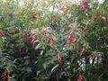Fuchsia hatschbachii - Flickr - peganum (8).jpg