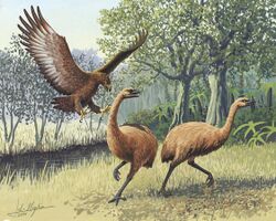 An artist's rendition of a Haast's eagle attacking two moa