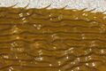 Giant Kelp - Macrocystis pyrifera (29296895168).jpg