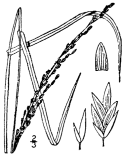 Glyceria melicaria BB-1913.png