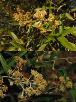 Gochnatia polymorpha ssp. ceanothifolia.jpg