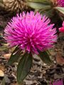 Gomphrena ‘Pink Zazzle™,’ Phipps Conservatory Outdoor Garden, 2015-10-01, 01.jpg