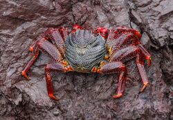 Grapsus adscensionis - Tenerife 01.jpg