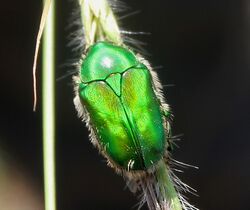 Green Scarab Beetle (Chiloloba acuta) W IMG 3437.jpg