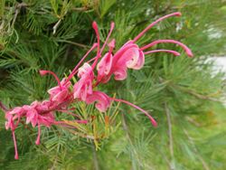 Grevillea plurijuga 'Purple Haze' 1247.jpg