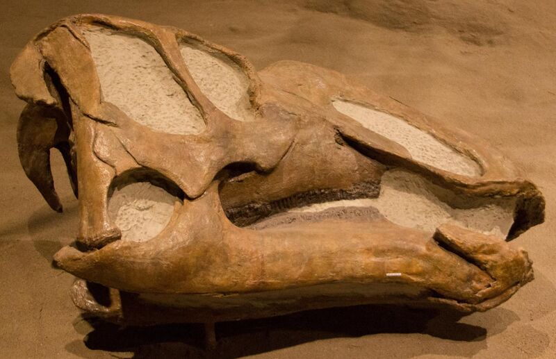 File:Gryposaurus skull.jpg