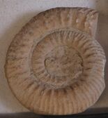 Larger spiral fossil shell