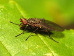 Heleomyzid Fly - Flickr - treegrow (4).jpg